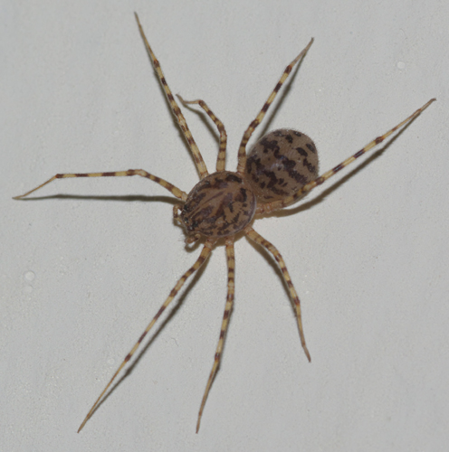 Scytodes thoracica